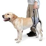 Analyse des meilleurs harnais pour chien handicapé : Comparatif et guide d'achat