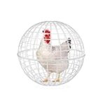 Comparatif des meilleures boules pour poules : Trouvez le jouet idéal pour divertir vos animaux de compagnie !