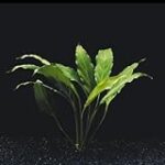 Les Meilleurs Aquariums pour Cichlidés : Comparatif et Analyse des Produits pour Animaux de Compagnie