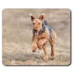 Comparatif des accessoires indispensables pour les nouveaux chiots airedale terrier disponibles