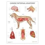 Anatomie du cœur chez le chien : Guide complet pour choisir les meilleurs produits pour votre animal de compagnie Anatomie du cœur chez le chien : Guide complet pour choisir les meilleurs produits pour votre animal de compagnie