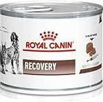 Comparatif des meilleures options de nourriture liquide pour chat : Royal Canin Recovery en tête