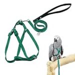 Combien coûte un perroquet : Analyse des meilleurs produits pour l'heureux compagnon à plumes