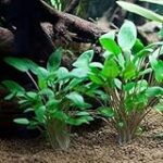 Les meilleures plantes pour aquarium d'eau froide : Analyse et comparaison des produits pour animaux de compagnie