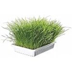 Les meilleurs produits pour chat : comparaison des graines d'herbe pour un pelage en pleine santé