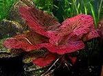 Meilleure plante rouge pour aquarium : analyse et comparaison des produits pour animaux de compagnie