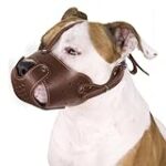 Les essentiels pour amstaff bringe : comparaison des meilleurs produits pour animaux de compagnie