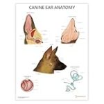 Anatomie de l'oreille du chien : tout ce que vous devez savoir pour choisir les meilleurs produits pour votre compagnon à quatre pattes