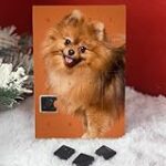 Analyse et comparaison des meilleurs produits pour animaux de compagnie : Le spitz chocolat, un compagnon de choix pour votre animal !