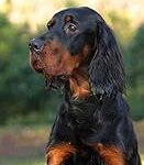 Comparatif des Meilleurs Produits pour Chiot Setter Gordon à Donner : Guide d'achat pour votre Nouveau Compagnon à Quatre Pattes