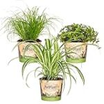 Les Meilleures Plantes d'Intérieur Non Toxiques pour les Chats: Analyse et Comparaison des Produits pour Animaux de Compagnie