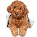 Les meilleures fournitures pour caniche rouge : Analyse et comparaison des produits essentiels pour votre animal de compagnie
