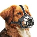 Les Meilleurs Produits pour Animaux de Compagnie Adaptés aux Chiens au Museau Long