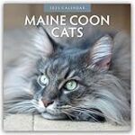 Les meilleurs produits pour chat Maine Coon roux : Comparatif et analyse