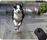 Comparatif des meilleurs produits pour chiot Berger Australien Border Collie : guide d'achat complet