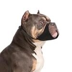 Guide complet du renforcement positif pour American Bully : analyse et comparaison des meilleurs produits pour un dressage efficace !