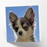 Les Défauts du Chihuahua à Prendre en Compte dans le Choix des Produits pour Animaux de Compagnie