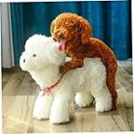 Le meilleur traitement pour le cancer testiculaire chez les chiens : Analyse et comparaison des options disponibles pour votre animal de compagnie