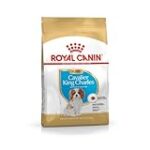 Chiot Cavalier King Charles à 300 euros : Guide d'achat des meilleurs produits pour le nouveau membre de la famille