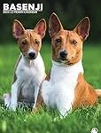 Comparatif des meilleurs produits pour basenji chiots : guide complet d'achat