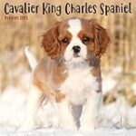 Les Meilleurs Produits pour Animaux de Compagnie pour Mini King Charles Cavalier: Comparaison et Analyse