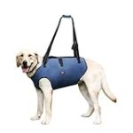 Comparatif des prix des séances de kinésithérapie pour chien : comment trouver la meilleure offre pour votre animal de compagnie Comparatif des prix des séances de kinésithérapie pour chien : comment trouver la meilleure offre pour votre animal de compagnie
