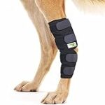 Les meilleurs produits pour aider votre chien après une rupture des ligaments croisés : Analyse et Comparaison