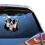 Border Collie Rouge : Comparaison des Meilleurs Produits Pour les Chiens de cette Race Border Collie Rouge : Comparaison des Meilleurs Produits Pour les Chiens de cette Race