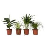 Les Meilleures Grandes Plantes Non Toxiques pour Chats: Analyse et Comparaison des Produits pour Animaux de Compagnie