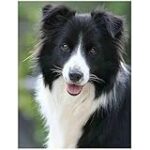 Comparatif des meilleurs produits pour animaux de compagnie en fonction du poids d'un Border Collie adulte