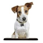 Les bons gestes pour prévenir le mélanome chez votre chien : conseils et photos à l'appui Les bons gestes pour prévenir le mélanome chez votre chien : conseils et photos à l'appui