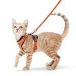 Les Meilleurs Produits pour Main Coon Orange : Analyse et Comparaison