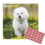 Les meilleures fournitures pour les races de chiens frisés: Comparaison et analyse des produits essentiels