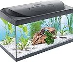 Les meilleurs aquariums tetra : comparaison et analyse pour les animaux de compagnie