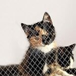 Comparatif des meilleurs produits pour sécuriser un balcon pour un chat : Guide d'achat et conseils pratiques Comparatif des meilleurs produits pour sécuriser un balcon pour un chat : Guide d'achat et conseils pratiques