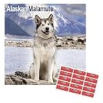Les meilleurs produits pour Malamute Huskies : Analyse et comparaison des options de qualité