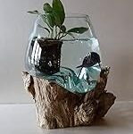 Les meilleurs aquariums originaux pour combattants : analyse et comparaison