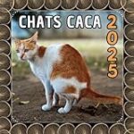Les meilleurs produits pour éliminer les cacas de chat : analyse et comparaison Les meilleurs produits pour éliminer les cacas de chat : analyse et comparaison