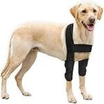 Les meilleurs produits pour animaux de compagnie pour soulager une tumeur au coude chez le chien Les meilleurs produits pour animaux de compagnie pour soulager une tumeur au coude chez le chien