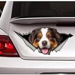 Les essentiels pour le berger australien marron clair : analyse des meilleurs produits pour votre fidèle compagnon