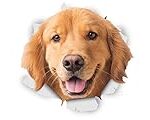 Les Meilleurs Produits de Toilettage pour Golden Retriever : Comparatif et Analyse