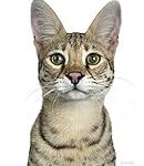 Comparaison des meilleurs produits pour animaux de compagnie pour les félins Savannah Bengal