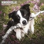 Guide d'achat pour un Border Collie : Analyse et comparaison des meilleurs produits pour animaux de compagnie