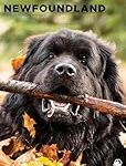 Les Meilleurs Produits pour Terre-Neuve à Vendre: Analyse et Comparaison