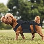 Les Meilleurs Produits pour Soulager la Hernie Discale chez les Teckels