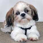 Les Meilleurs Produits pour Animaux de Compagnie : Analyse des Couleurs Idéales pour un Shih Tzu Les Meilleurs Produits pour Animaux de Compagnie : Analyse des Couleurs Idéales pour un Shih Tzu