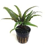 Les meilleures plantes pour aquarium : Cryptocoryne aponogetifolia - Analyse et comparaison des produits pour animaux de compagnie