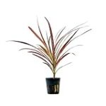 Les plantes paludarium : un indispensable pour les animaux de compagnie aquatiques