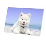 Tableau de poids pour Spitz : Comparaison des options pour les petits animaux de compagnie