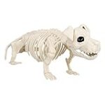 Anatomie du squelette de chien : Guide complet pour choisir les meilleurs produits pour votre animal de compagnie